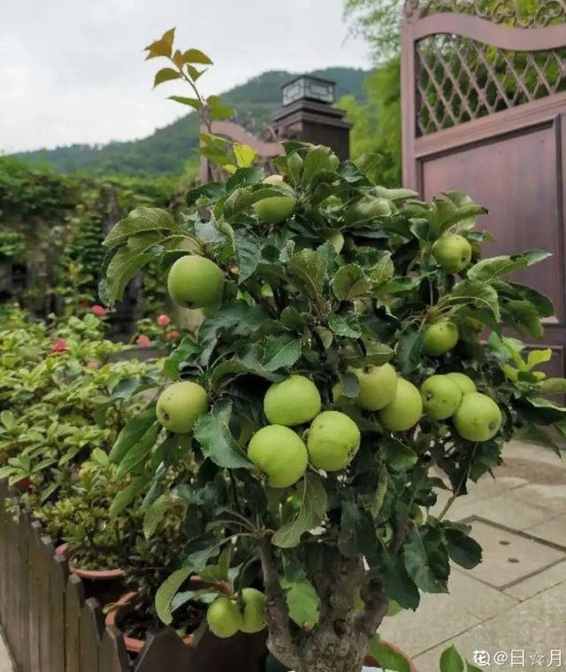 6年属龙一生三大劫难，属龙的比属猴的大几岁"