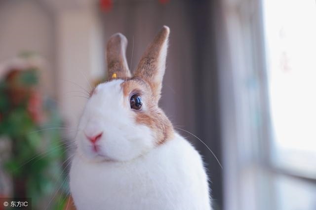 5年属兔的明年运气好不好，75年属兔那年会发财"