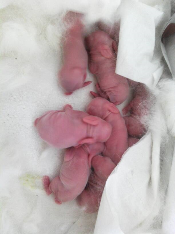 8年属龙生兔宝宝好吗,父母属龙生个兔宝宝好不好"