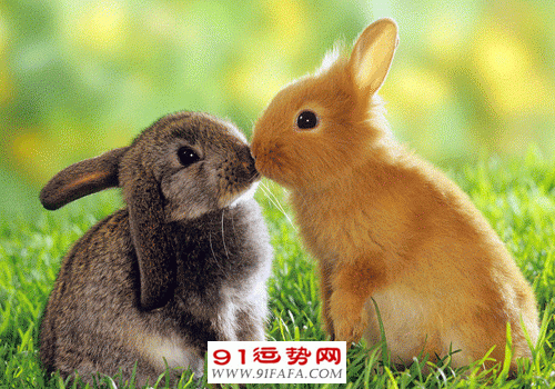 987年属兔的吉祥色,87年属兔穿衣服幸运颜色"