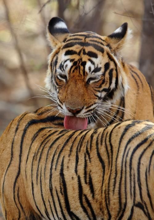 6年属虎女人婚姻感情，1986属虎女婚姻与命运"