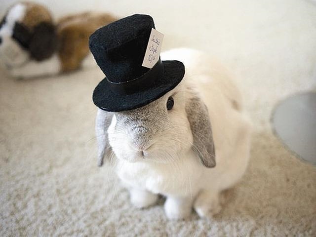 属龙的人好不好养狗，属龙的家里不能养狗