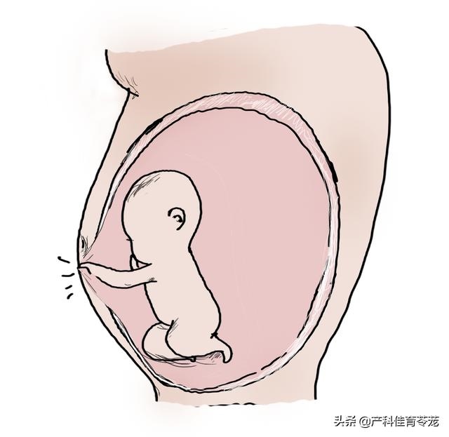 出生時間時辰與命運，屬雞最命苦的時辰