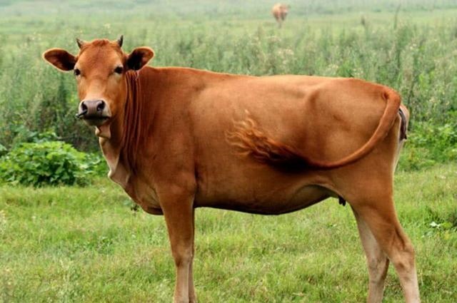 属蛇三大坎42岁，脑供血不足有三大症状