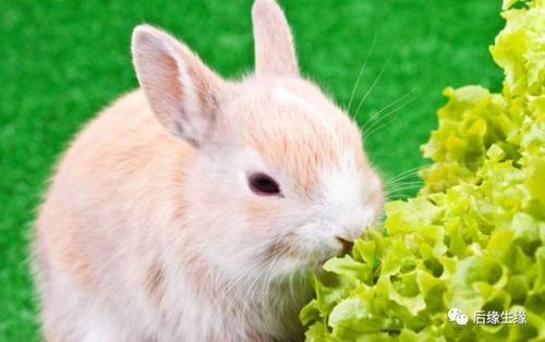 8岁兔今年有没有灾，1963年属兔的寿命多长"