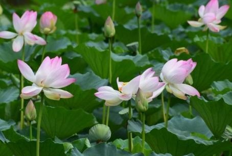 农历五月二十六是阳历多少，2022 年6月26日是好日子吗