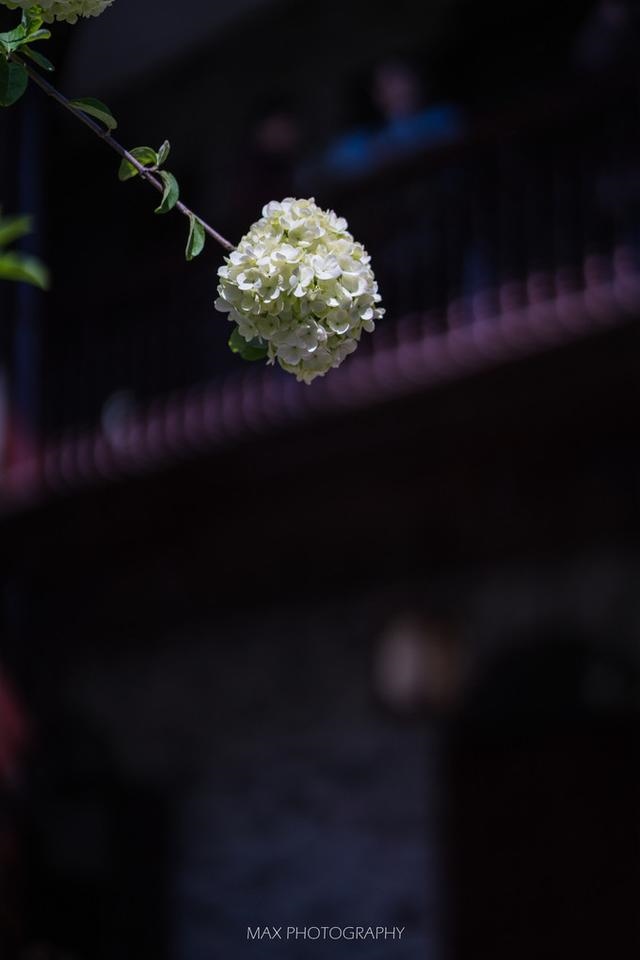 十二生肖排号图，十二生肖排行榜顺序