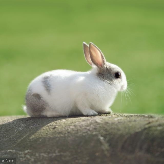 987女兔命好不好五月,87属兔一生有几次婚姻"