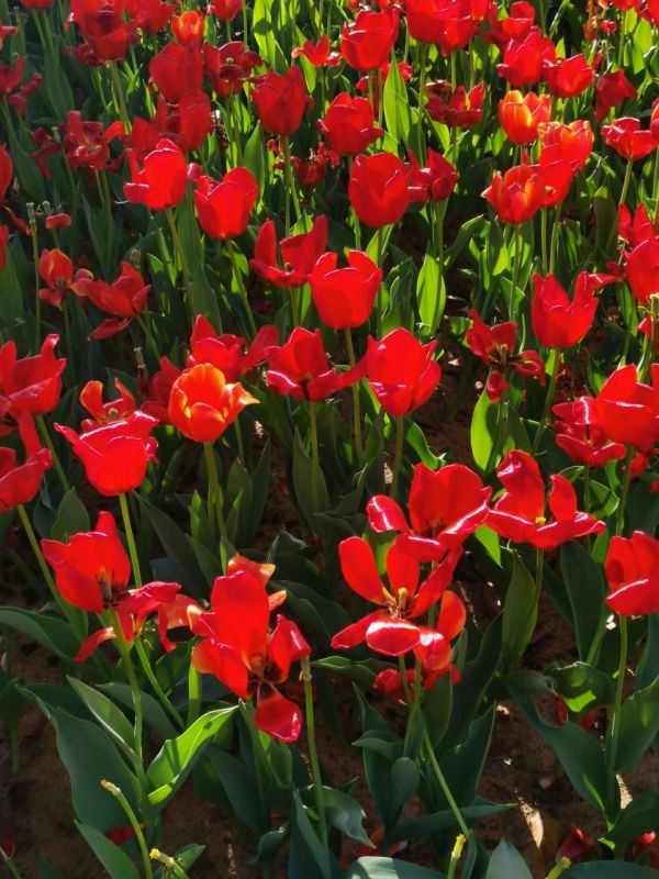 慈云阁2022十二生肖运程，慈云阁十二生肖运程2022 年