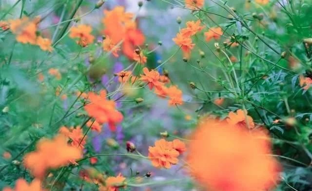 4年六月的鼠命运如何，2022