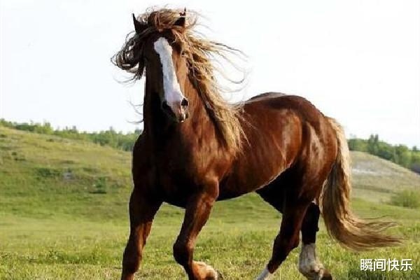 属马女几月出生最富贵,属马女什么时辰出生富贵