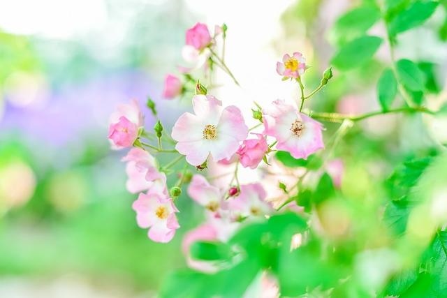 免费算财运和事业2022，免费算事业运