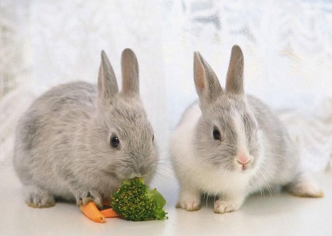 022年属兔女婚姻，2022年兔子的运势如何"