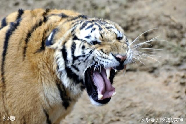 属虎的什么时候出生更好，属虎哪月份出生更好