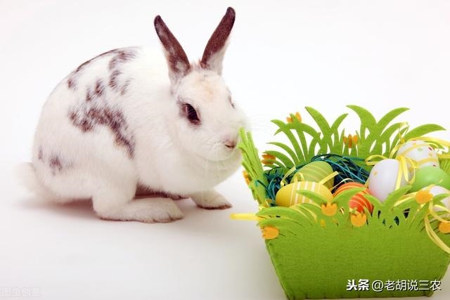 属兔的今年有什么灾难，属兔十一月出生的婚姻