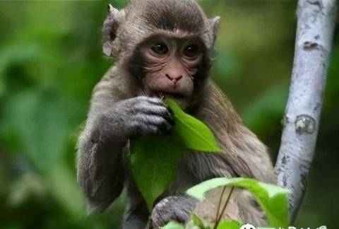 猴在2022年的运势，生肖猴在2022年的运势