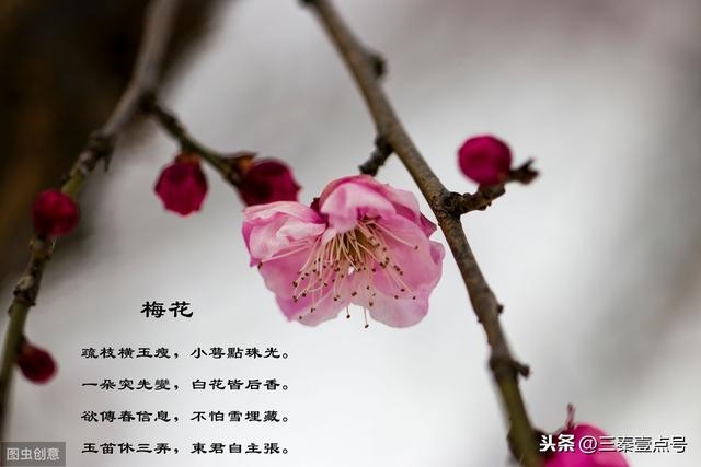 3属猪什么时候翻身谢手座女，83年属猪人三大坎"