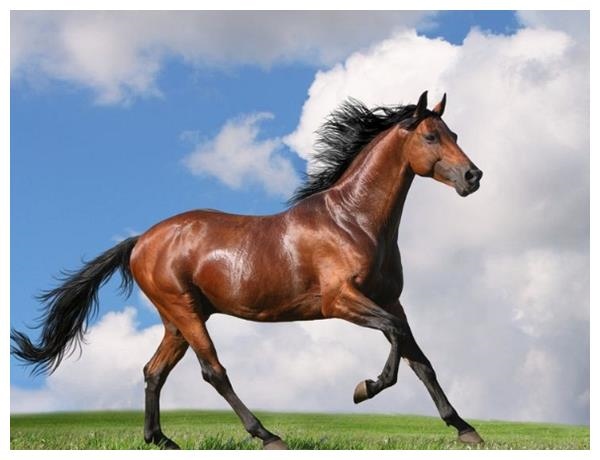 男属龙女属马合不合,生肖属马和男属龙合不合