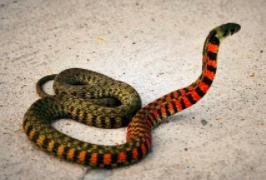 属相排序十二生肖，属相十二生肖顺序图