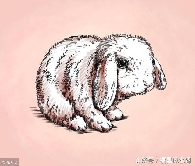 属兔男人一生财运如何,属兔的事业运怎么样