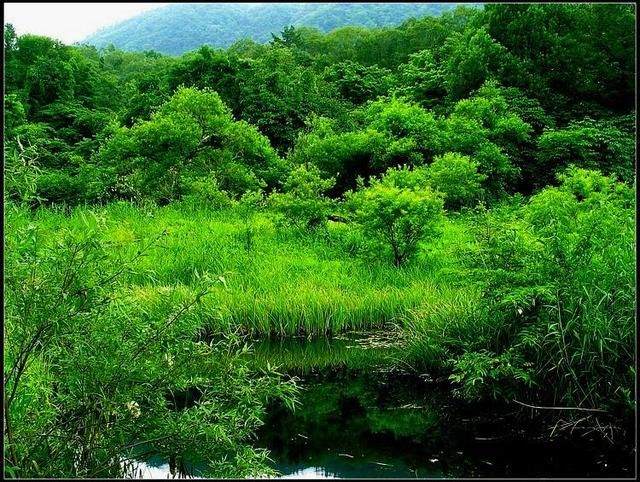 猴年今年运势如何，2022 年属猴终于转运了