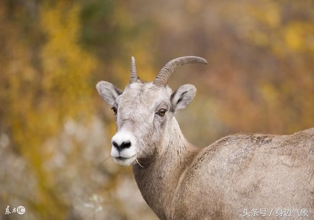 属马的和什么属相最配最旺财，属马的和什么属相财运更佳