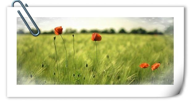 属鸡2005年出生学业咋样，2005年属鸡女孩命运