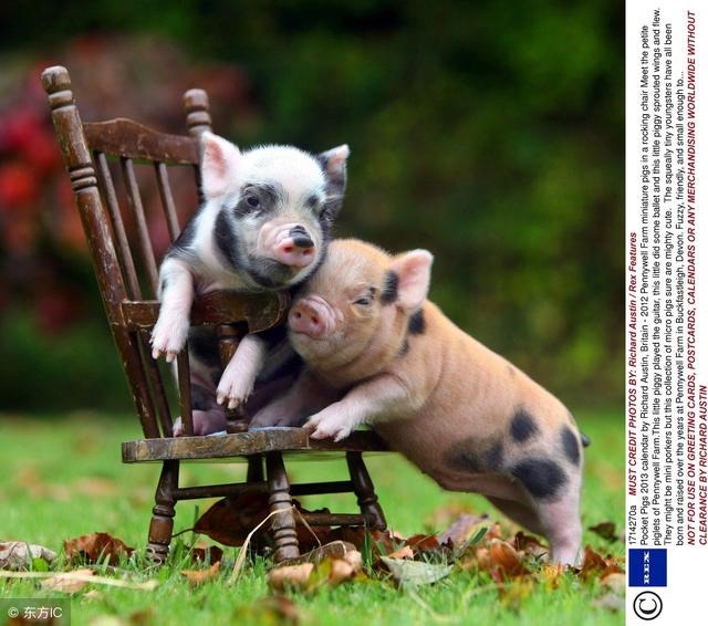 5年属猪的28岁大灾大难，属相婚姻配对"