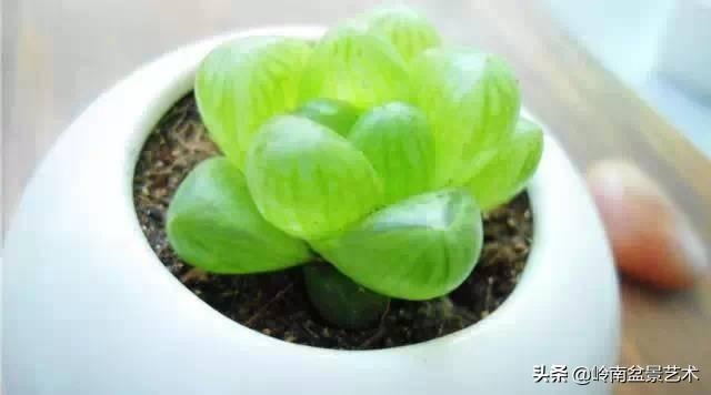 属虎家里摆什么最旺财，属虎的招财摆物是什么