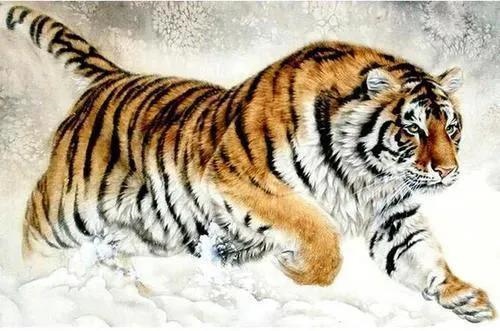 6年虎21年运势，1986年属虎男每月运势"