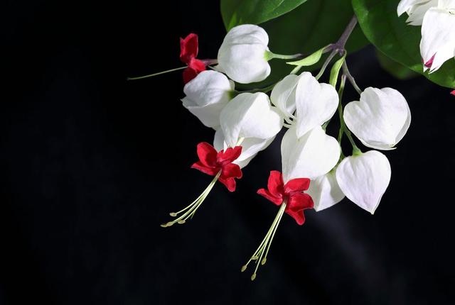 976属龙的幸运数字,属龙的吉祥数字是什么"