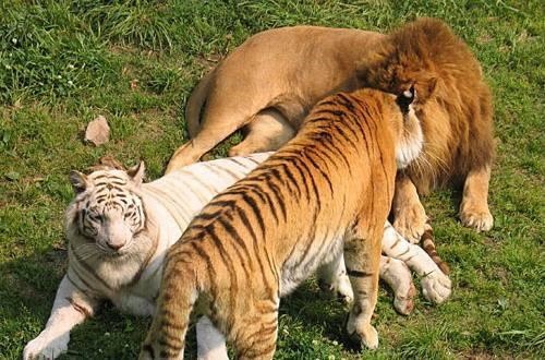 马和驴杂交是不是转基因，鸡蛋受精和没受精怎么区分