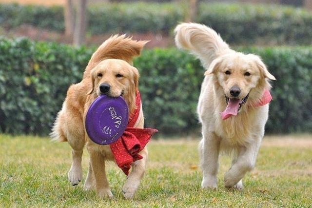 狗的年龄和人的年龄对照表，13斤的狗有多大