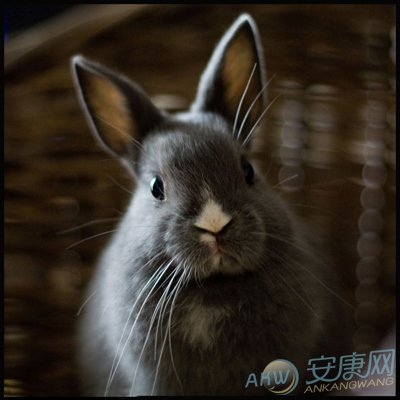 7年属兔一生命运男，1987年属兔2022