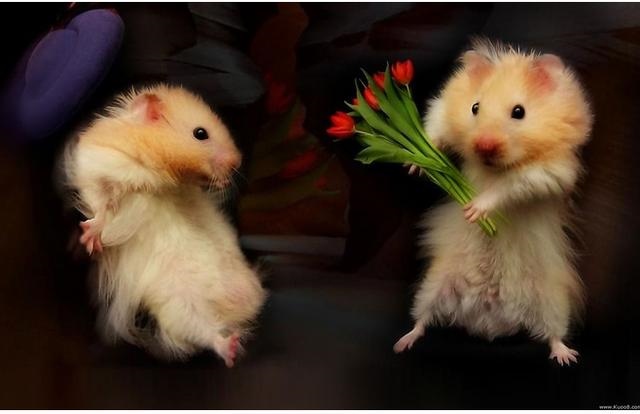 022属鼠的几月出生更好，2022