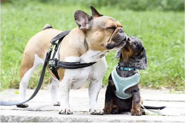 狗狗之间是怎么交流的，怎么跟狗狗沟通说话