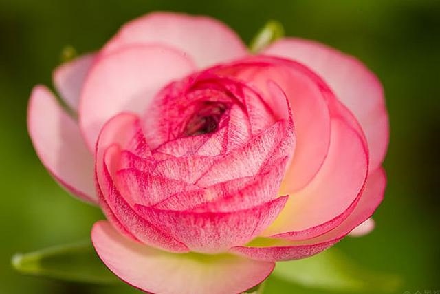 022属猪的全年运势,2022属鸡的全年运势"