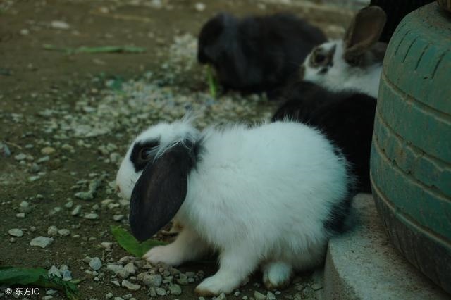 5年属兔的明年运气好不好，75年属兔那年会发财"