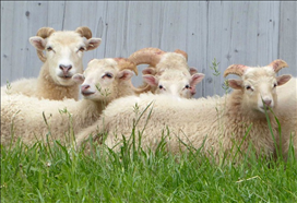 属羊的人2022年多大，2022属羊人全年运势女