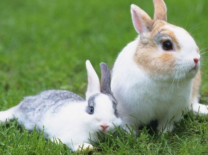 7年的属兔和什么配最合适呢，2022年4月19日是什么星座"