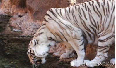 022年属虎好不好,2022年属虎的命运怎么样"