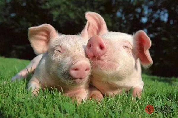 995猪与1999兔的婚姻,1997属牛的属相婚配表"