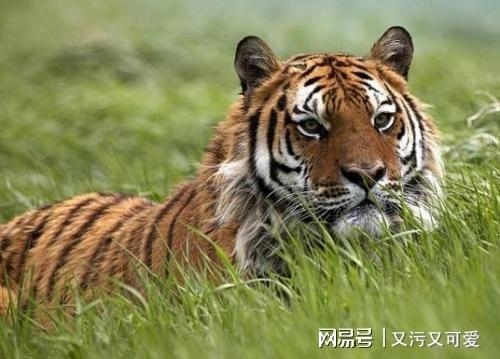 属虎的人2022年多大,1998年现在多大了2022