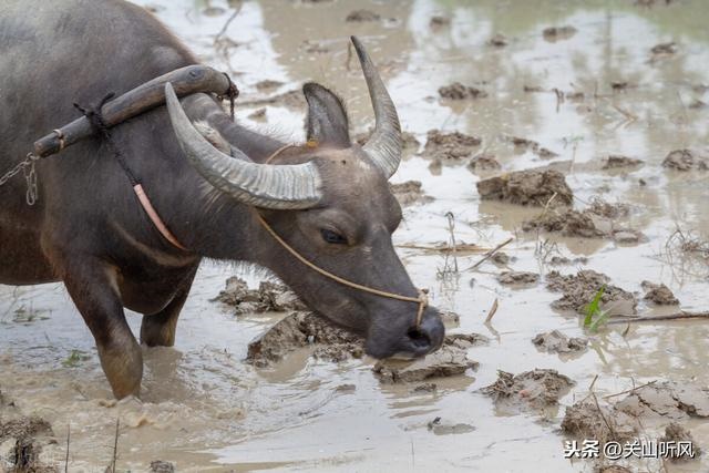 012年正月出生是什么命,鼠年正月出生是什么命"