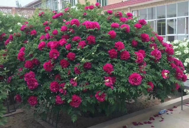 976年属龙寿命还能活几年，76年龙2022