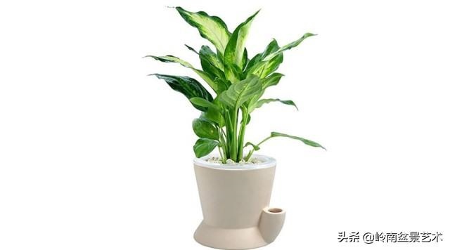 属虎家里摆什么最旺财，属虎的招财摆物是什么