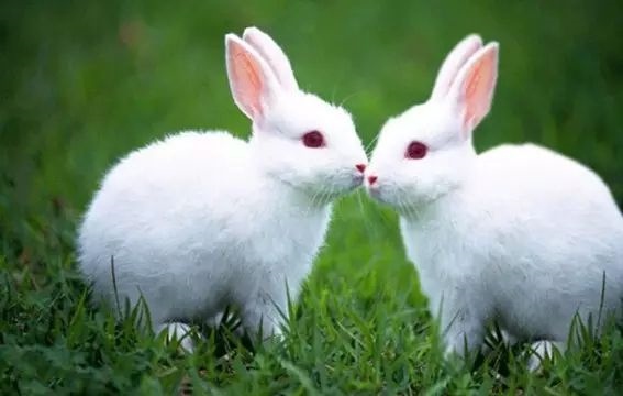 属猪男配属龙女怎样，2000年女龙和95属猪