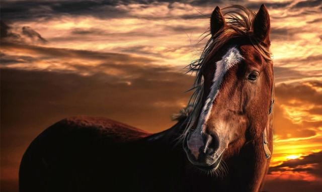 属马的人2022年学业运势，1990属马大运之年