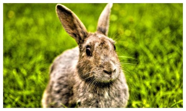 属兔几点出生更好，1999年属兔婚配