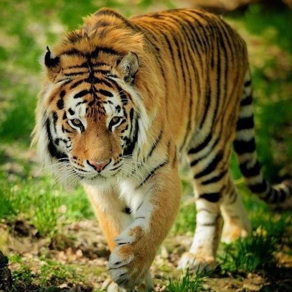 属虎男和属兔女婚姻，属虎男和属兔女的相冲吗